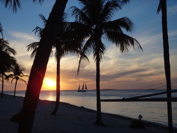 Silhouette of palm trees on beach