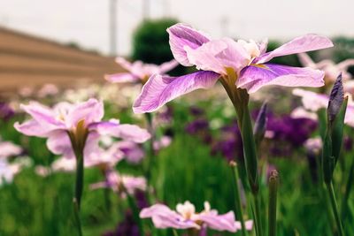 Close-up of purple crocus blooming outdoors