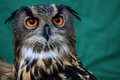 Close-up portrait of owl