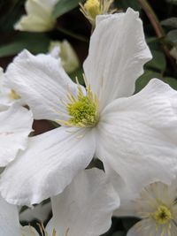 Close-up of white flowering plants