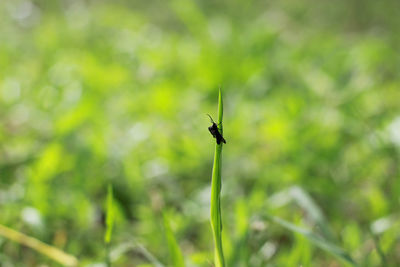 Close-up of insect on plant