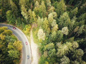 High angle view of road amidst trees in forest