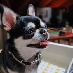 Close-up of a dog looking away