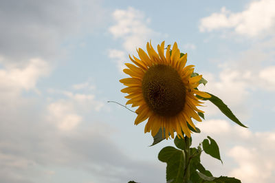 Close-up of sunflower against sky