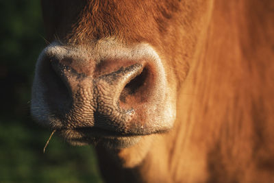 Close-up of cow