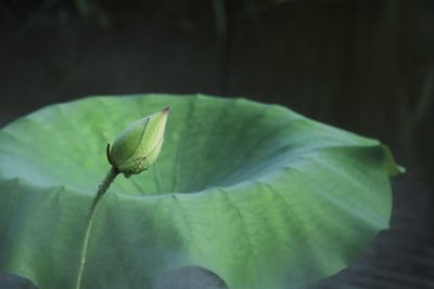 Close-up of flower bud
