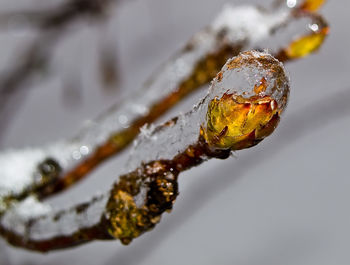 Close-up of plant against blurred background