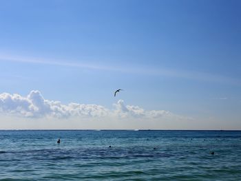 View of birds flying over sea