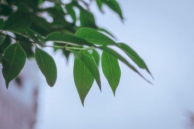 Close-up of leaves on tree