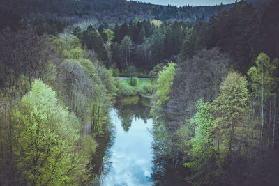 Scenic view of river amidst trees in forest