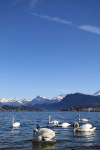 Swans swimming in lake against blue sky