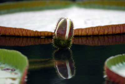 Close-up of lotus water in lake