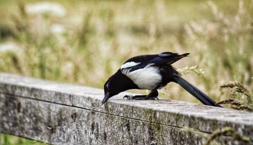 Magpie feeding