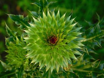 Directly above shot of succulent plant at park