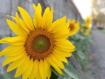 Close-up of sunflower