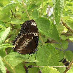 Close-up of butterfly on leaf