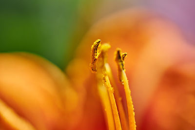 Close-up of dew on flower