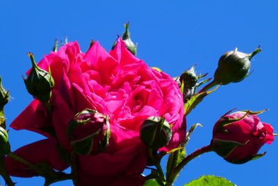 Close-up of red flowers blooming against clear sky