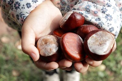 Close-up of hand holding chestnuts