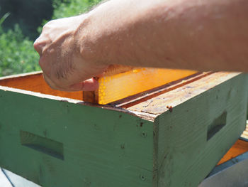 Close-up of hand holding insect