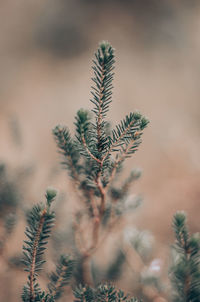 Close-up of plant