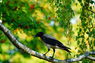 Bird perching on a branch