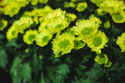 Close-up of yellow flowering plant leaves