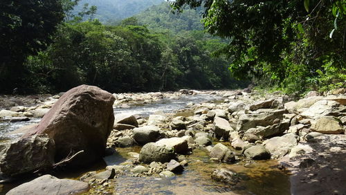 Scenic view of rocks in forest