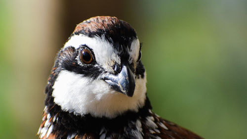 Close-up portrait of bobwhite quail