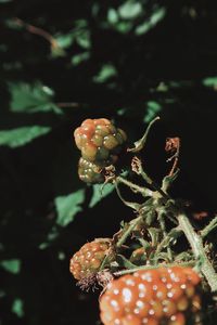 Close-up of succulent plant