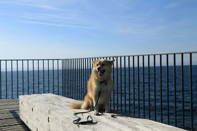 Dog sitting on pier against sky