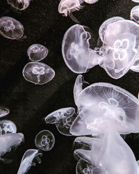 View of jellyfish in sea black and white sea aquarium