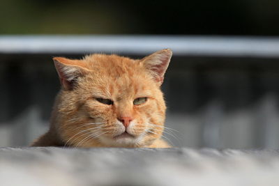 Close-up portrait of a cat