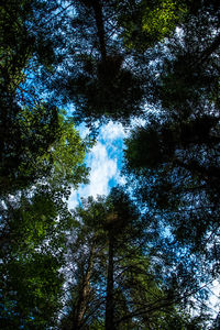 Low angle view of trees in forest