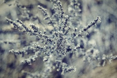 Close-up of frozen plant