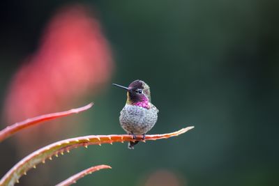 Close-up of bird perching on plant