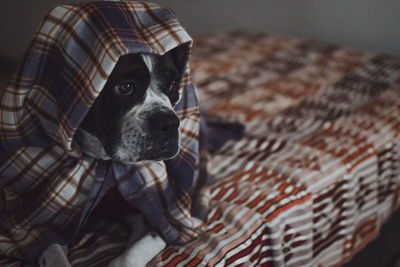 Close-up portrait of dog