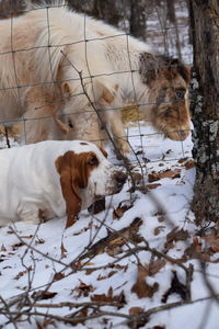 View of dogs on snow covered land