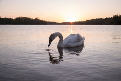 Swan floating on lake