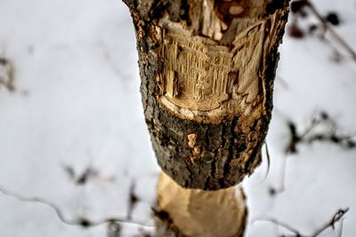 Close-up of tree trunk during winter