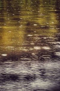 Reflection of trees in water