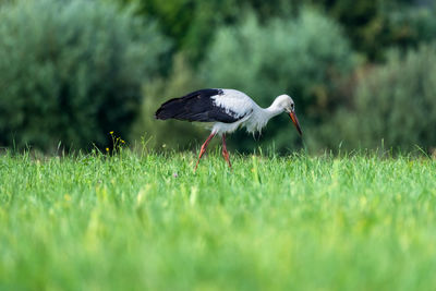 European white stork, ciconia ciconia, on field in search of food
