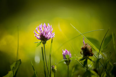 Close-up of purple flowers blooming outdoors