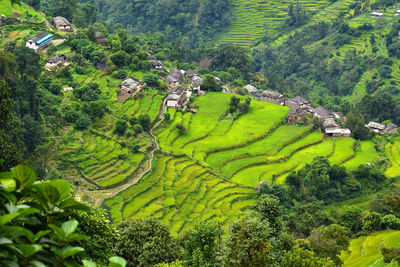 Scenic view of rice field against sky