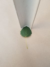 Close-up of plant against white background