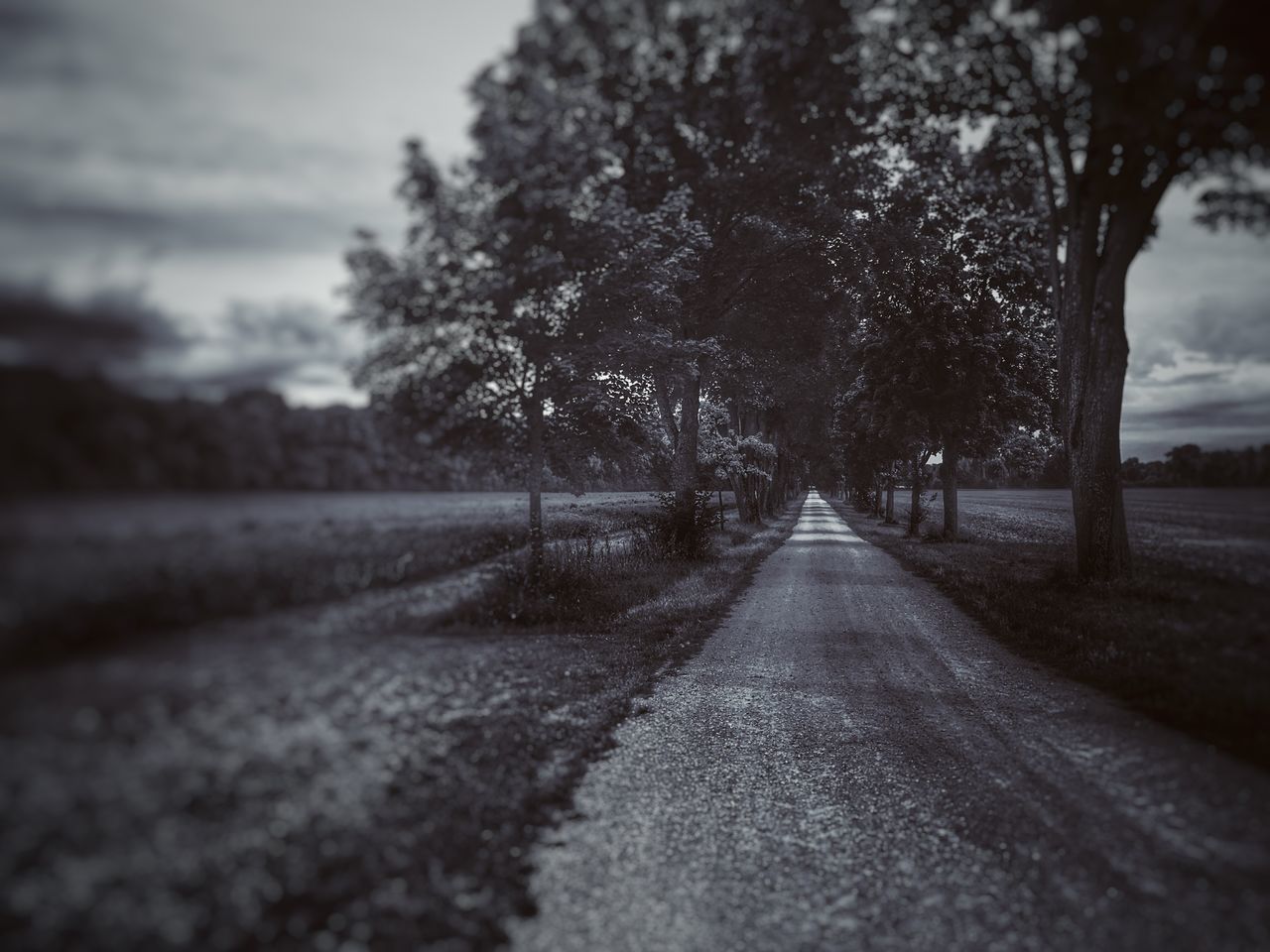 SURFACE LEVEL OF ROAD AGAINST TREES