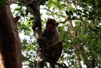 Low angle view of monkey sitting on tree