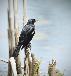 Bird perching on wooden post