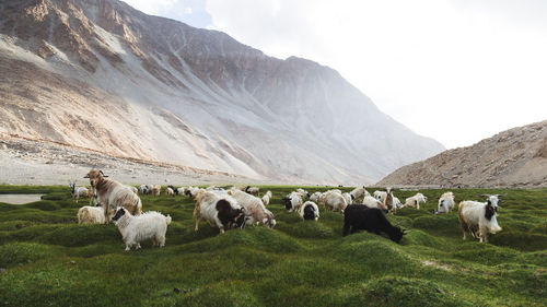 Goats grazing on grassy field