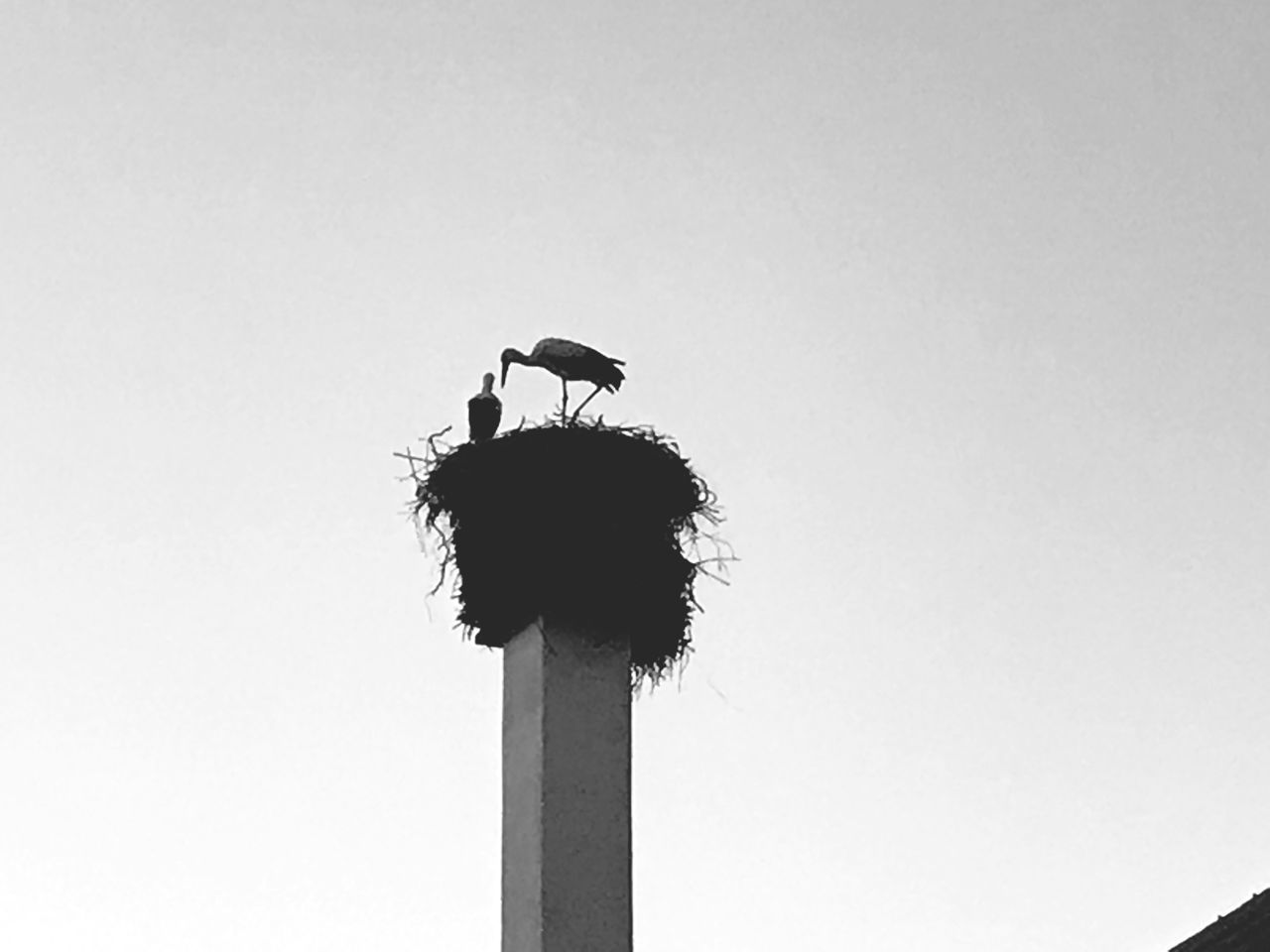 LOW ANGLE VIEW OF BIRD PERCHING ON WOODEN POST